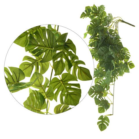 Monstera Philo - pnącze 74 cm B047
