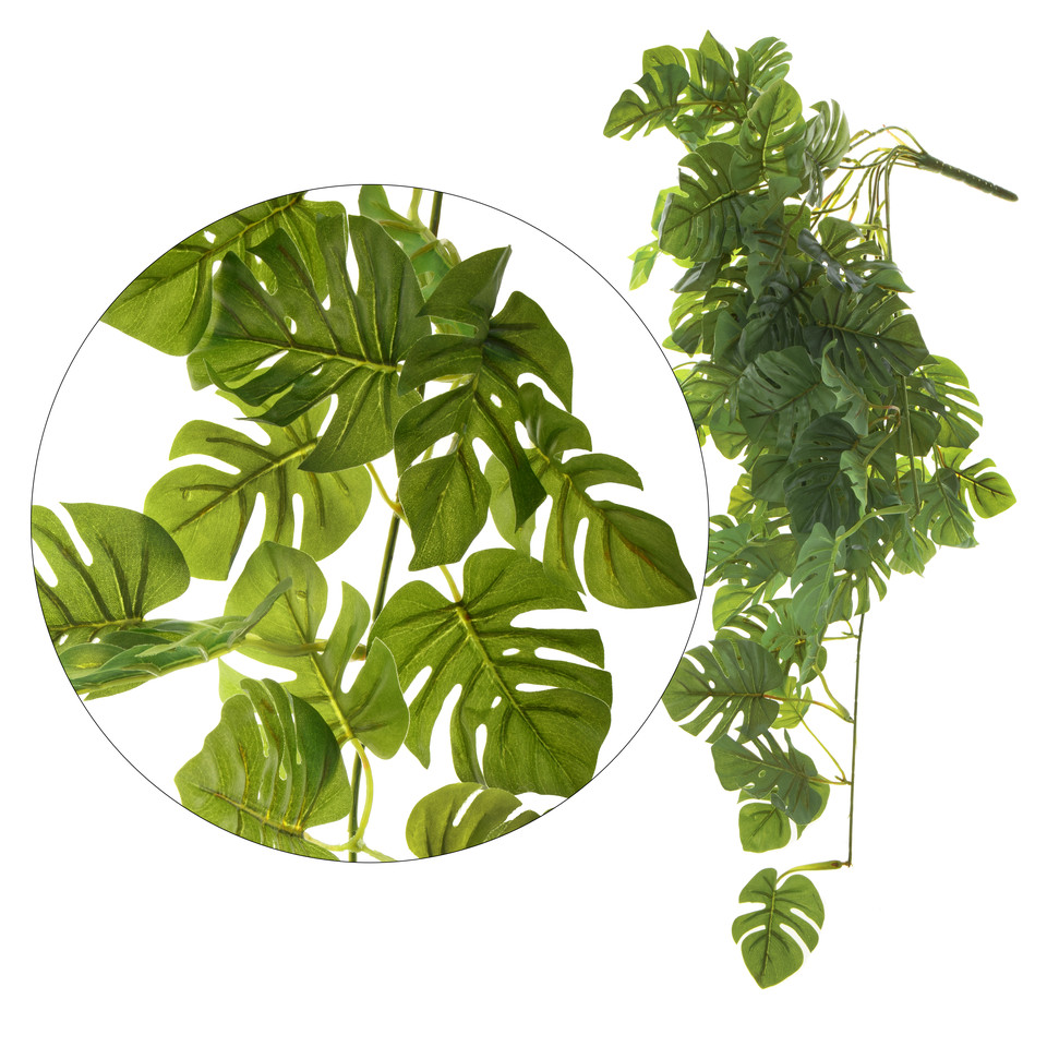 Monstera Philo - pnącze 74 cm, green B047-00