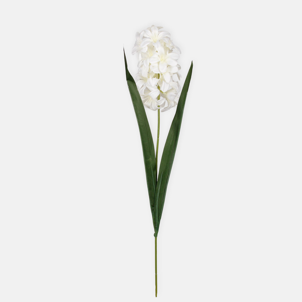 Hiacynt, Cream G452-02