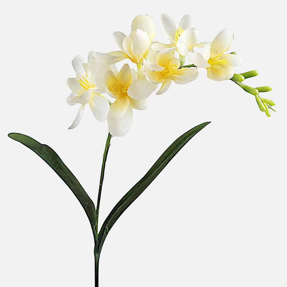 Frezja, Lt. Yellow G469-04