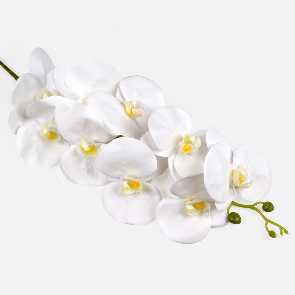 Orchid, Pure White L495L-01
