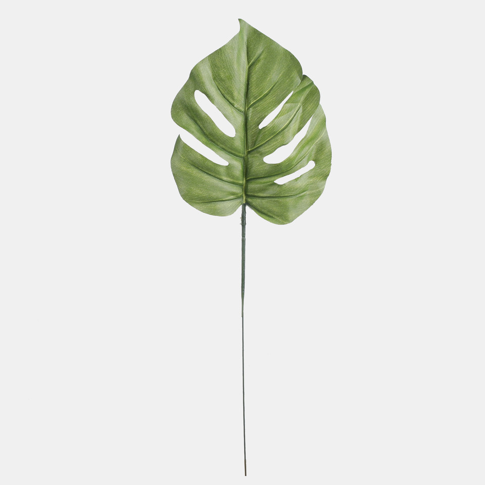 Philodendron leaf, Green A205