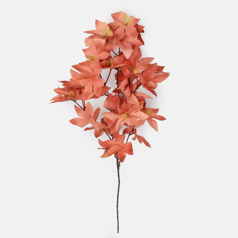 Japanese maple, Brown/Green F248-03