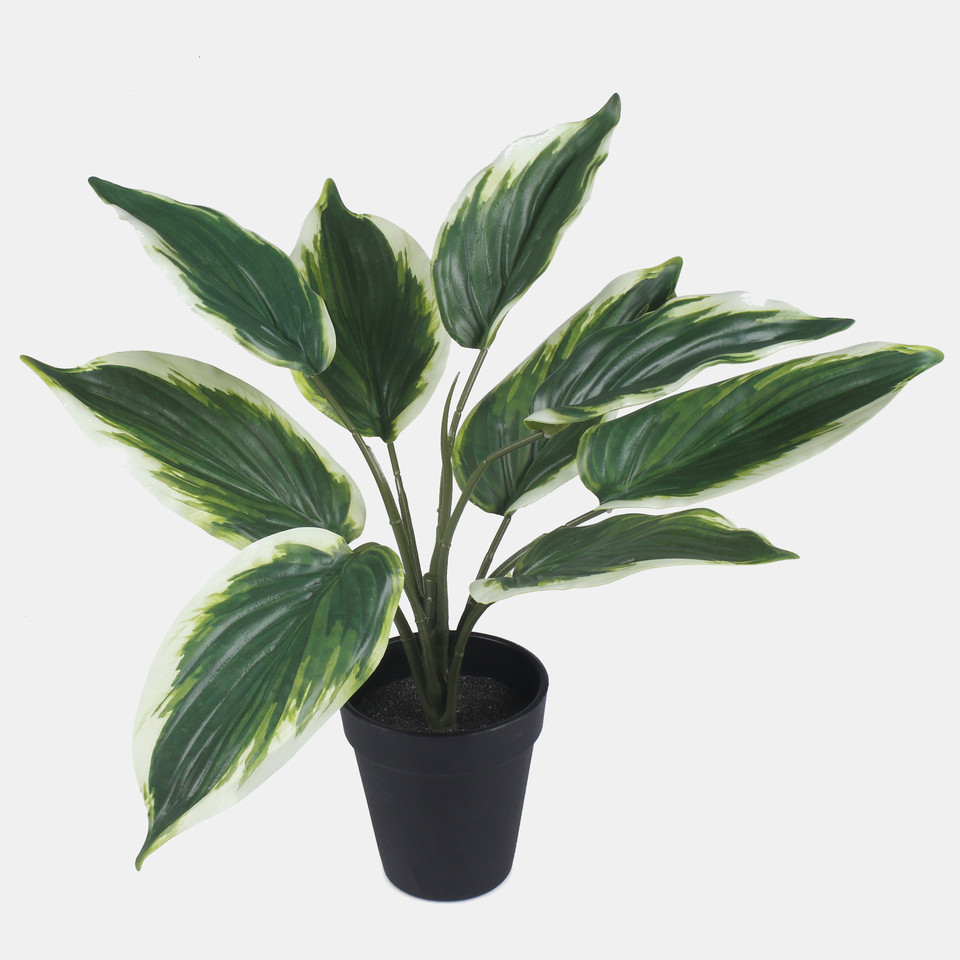 Hosta in a pot, Green/White Edge Z209-01