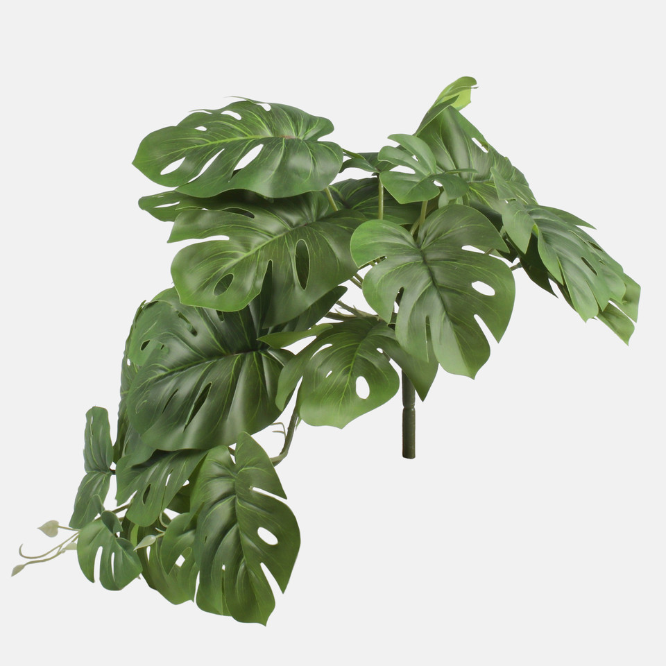 Monstera Thai, Green B134-01