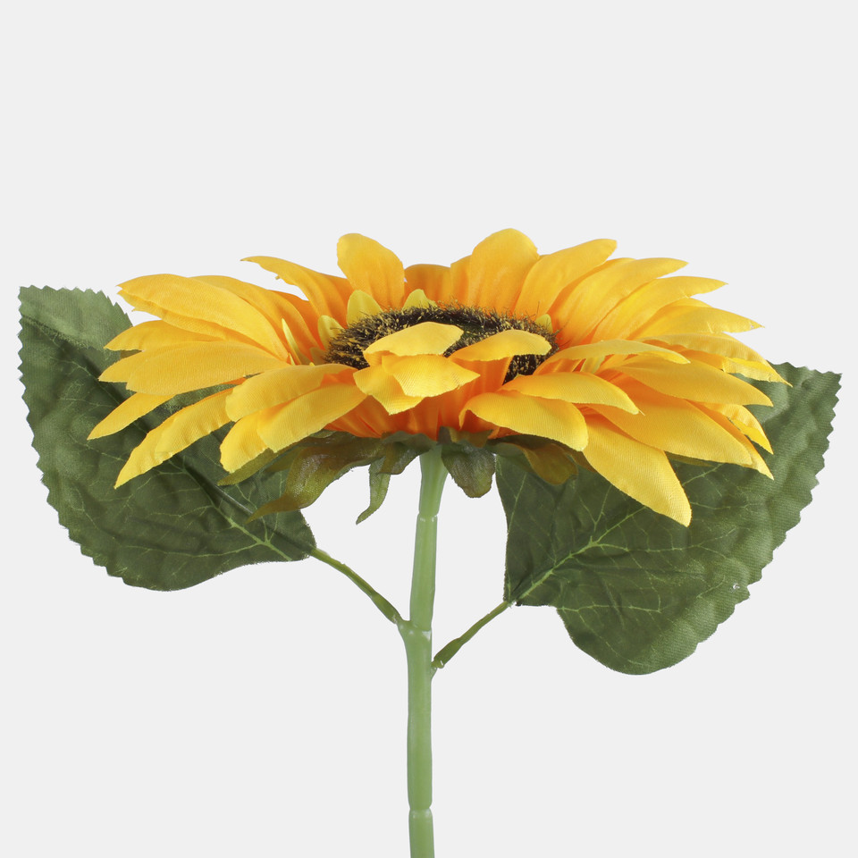 Sunflower, T.T. Yellow L773-01