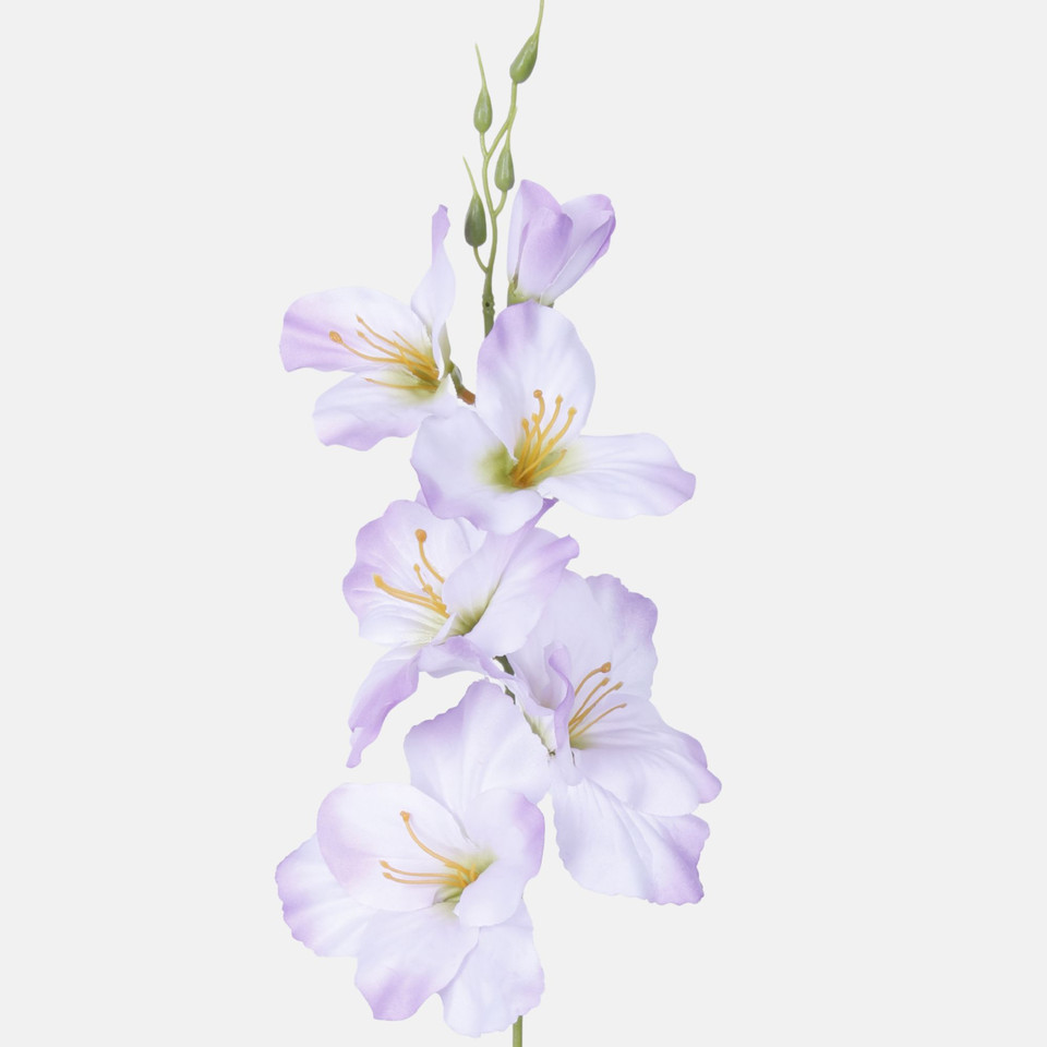 Satin gladiolus, Pink/Cream G190K-25