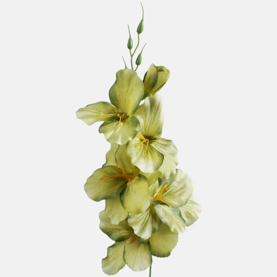 Gladiolus satin, T.T. Green G190A-29