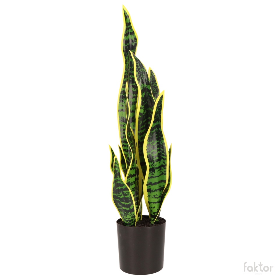 Sansewieria w doniczce 53 cm D085-00