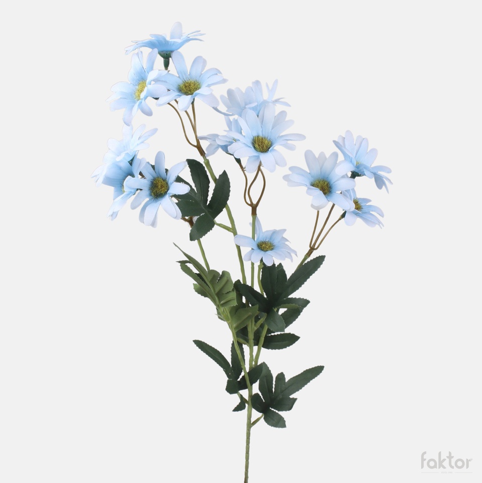 Pyrethrum, Blue L865-04