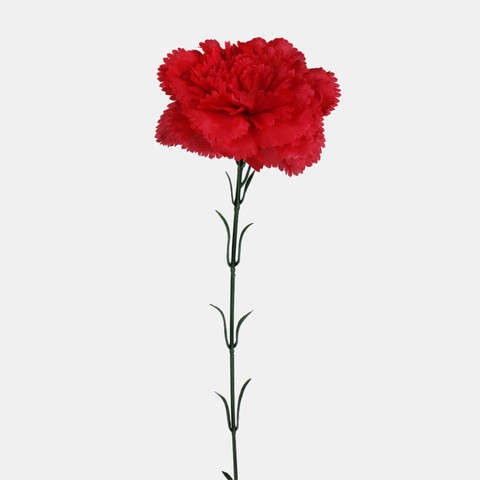 Goździk, Pure Red G392-06