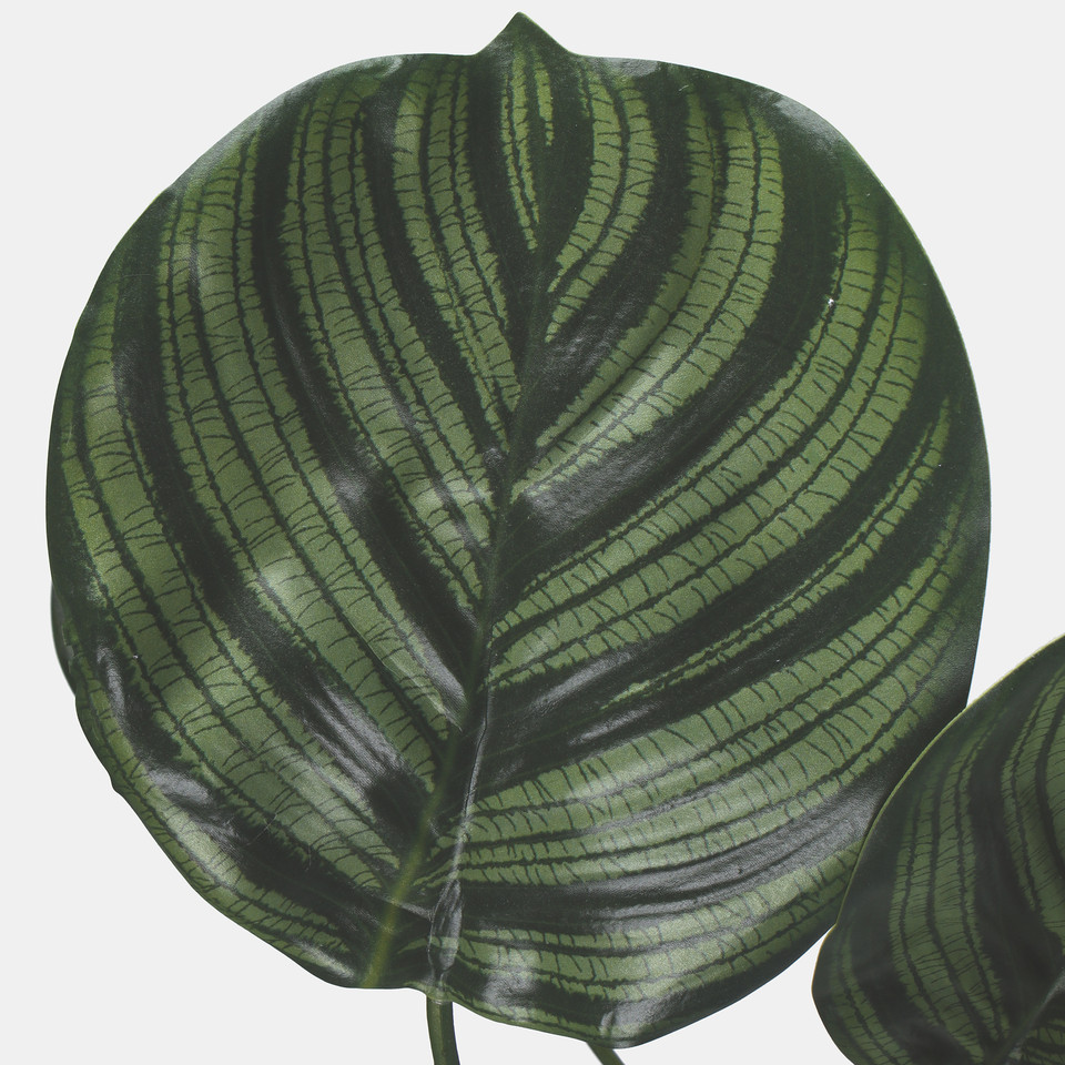 Calathea in pot, T.T. Green Z216-01