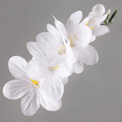 Frezja, Pure White W056-04