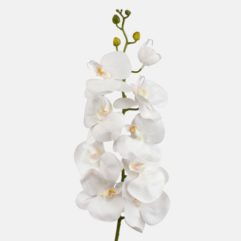 Orchid, White L768L-01