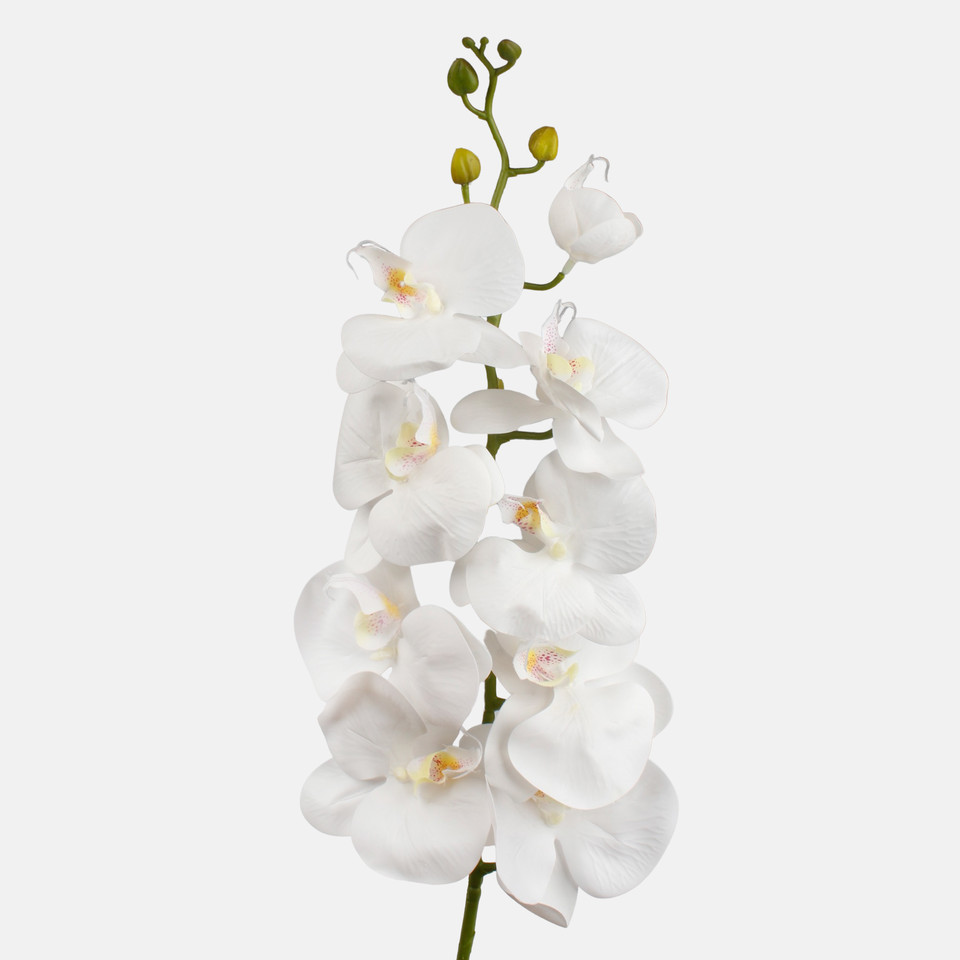 Orchid, White L768L-01