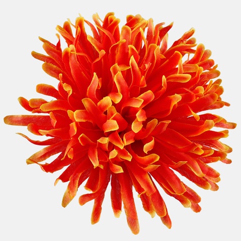 Chryzantema igiełka, Orange/Yellow Edge W723-03