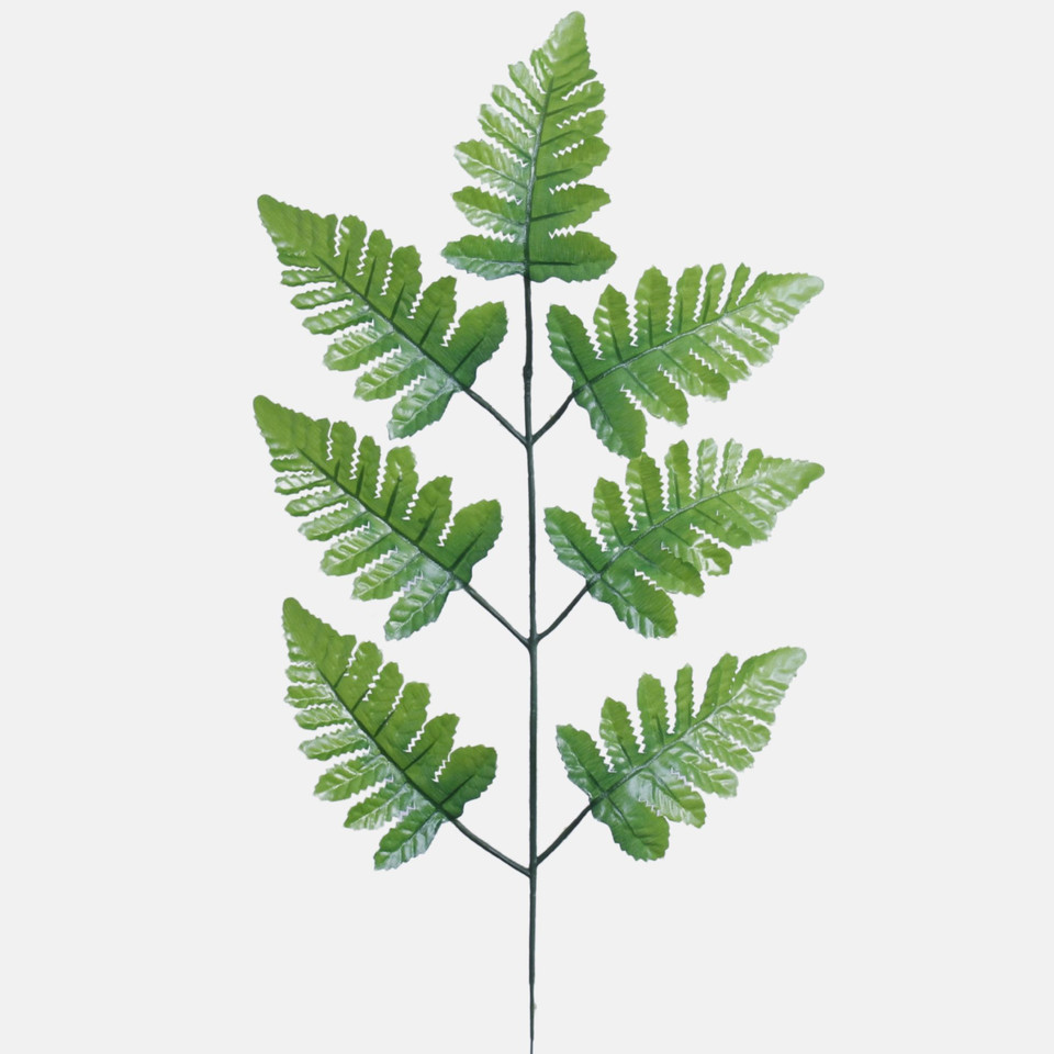 Fern F014B