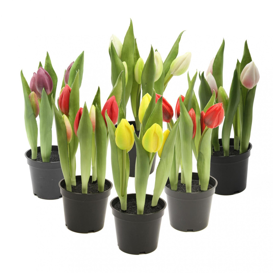 Tulipany w doniczce 25 cm, mix kolorów: 6 U363-m1