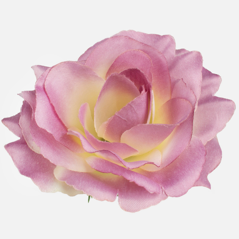 Róża Sonia, Mauve/Cream W625-16