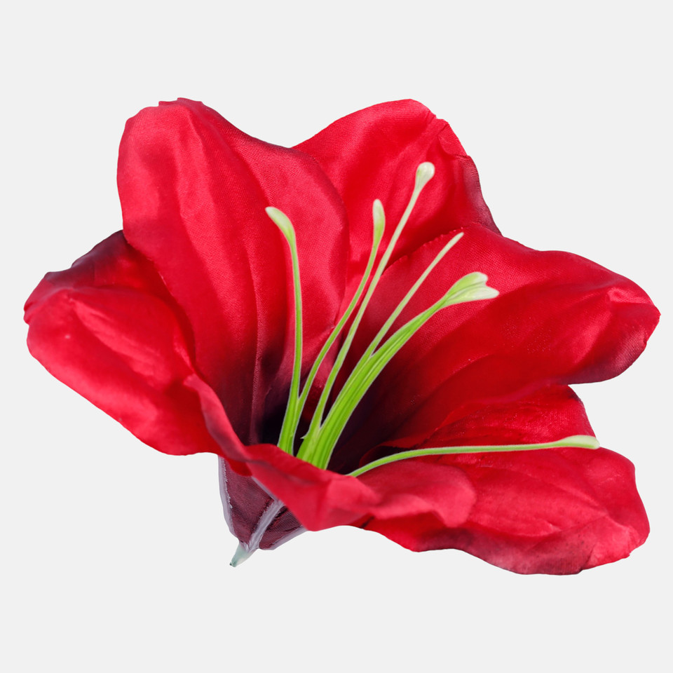 Amarylis satynowy, Dk. Red W685-02
