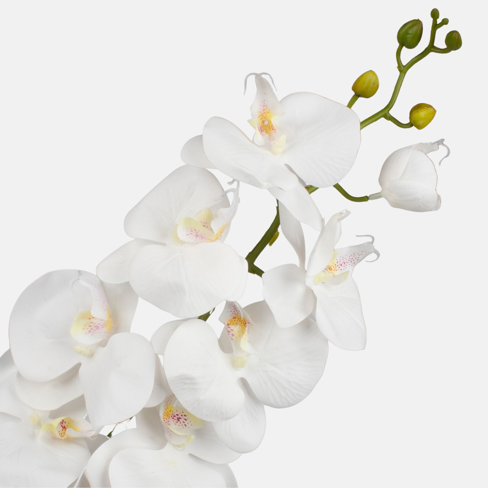 Orchid, White L768L-01
