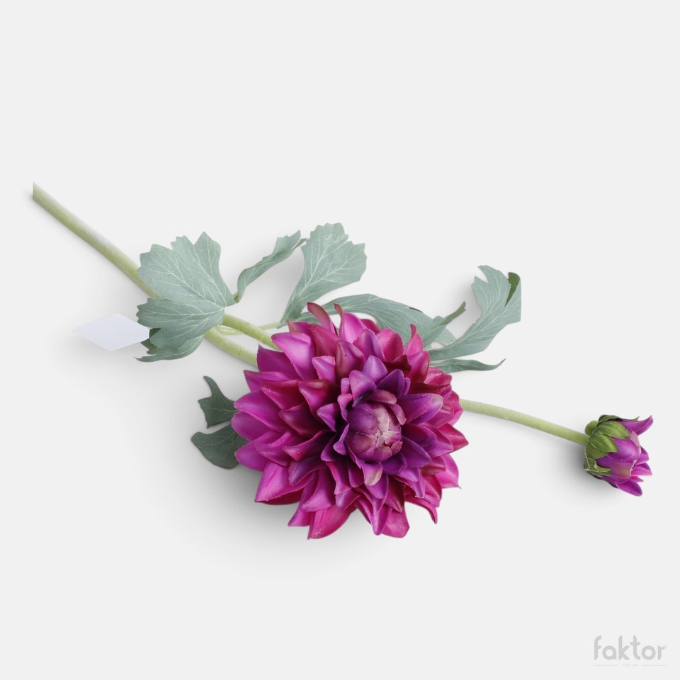Dalia gumowana, Purple BGK324-01