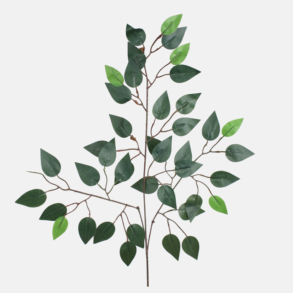 Ficus, Dk. Green F225-01