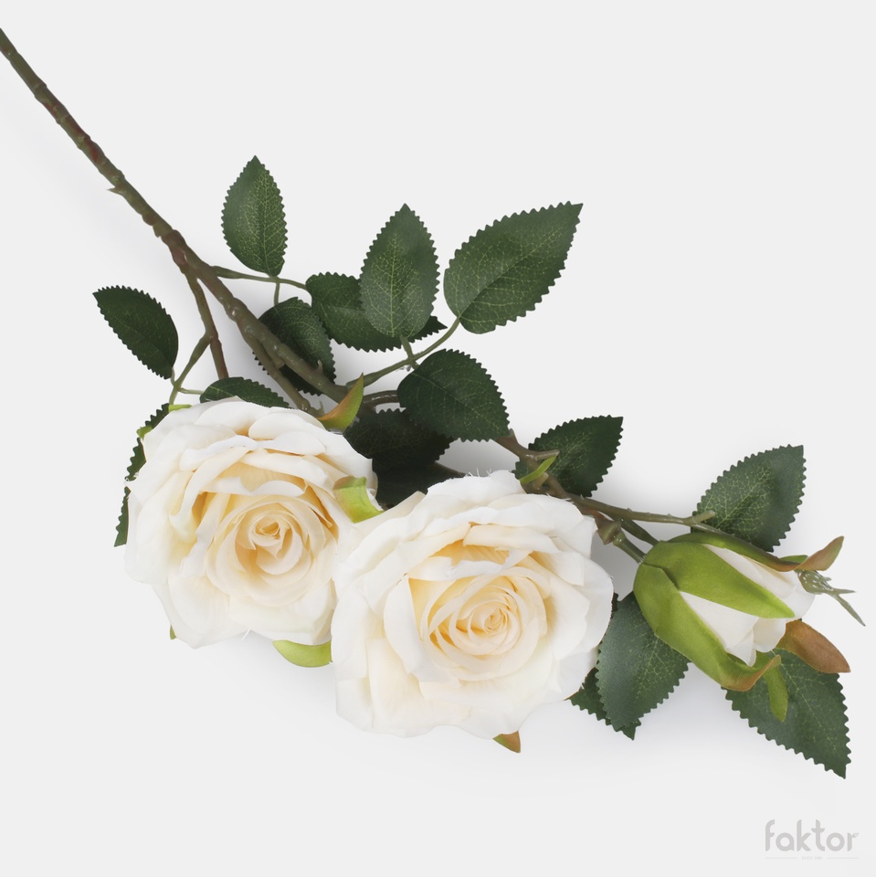 Rose, Cream L903-02