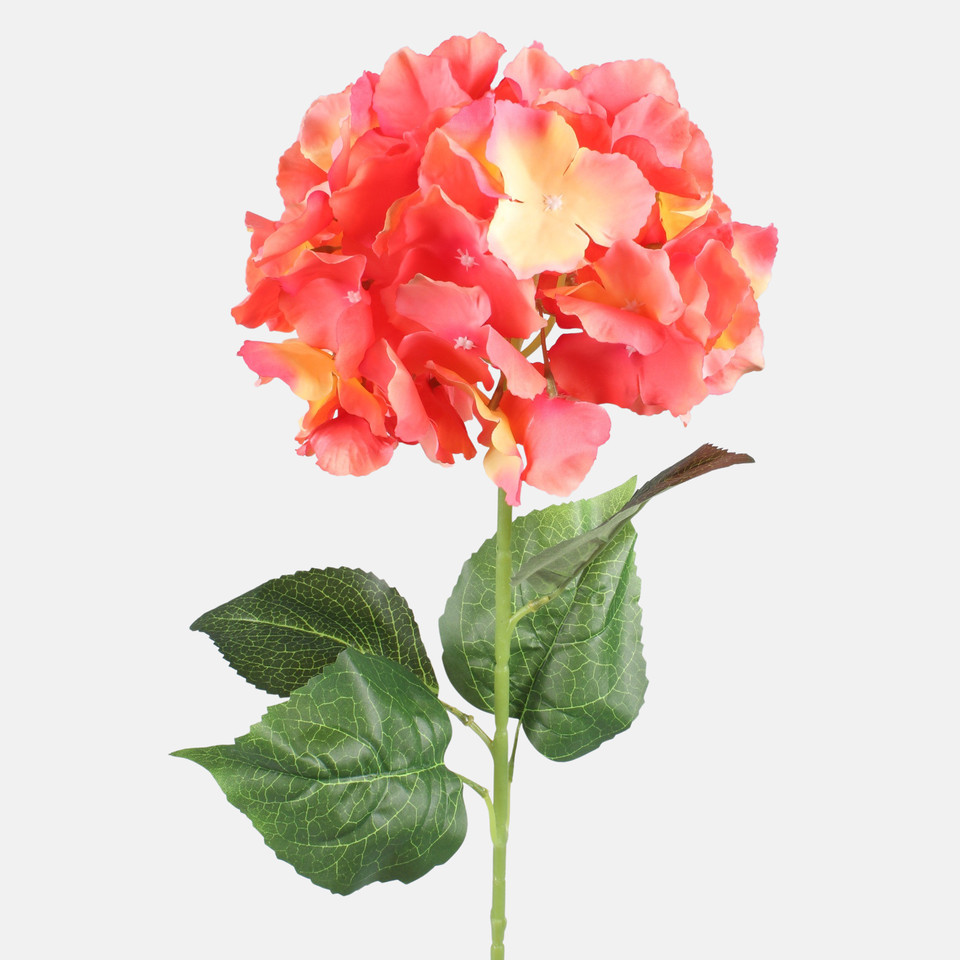 Hortensja, Peach L890-01