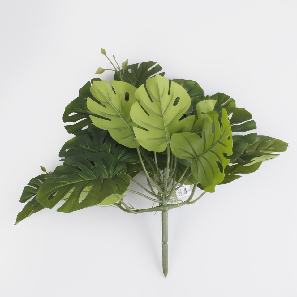 Monstera Thai, Green B134-01