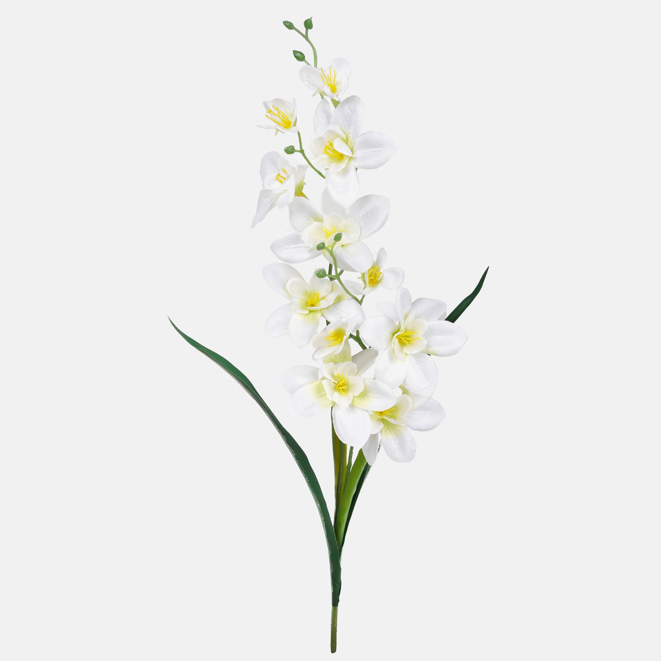 Storczyk satynowy z liściem, White G284-04