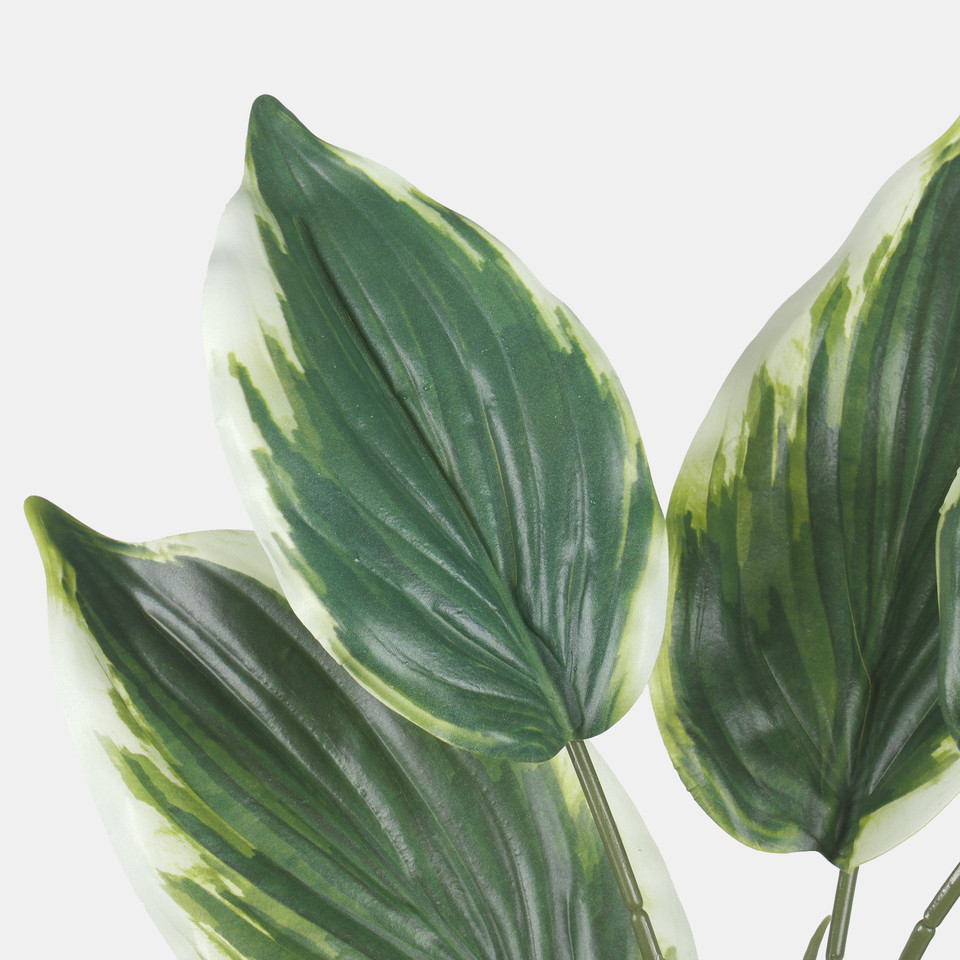 Hosta in a pot, Green/White Edge Z209-01