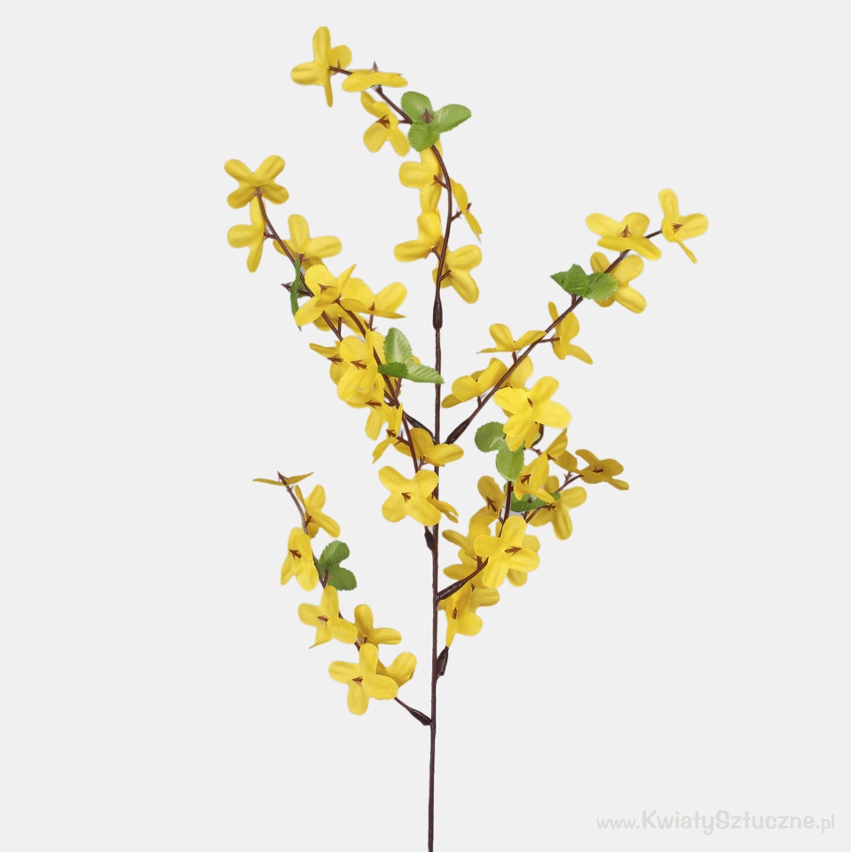 Forsythia, Yellow G008-01