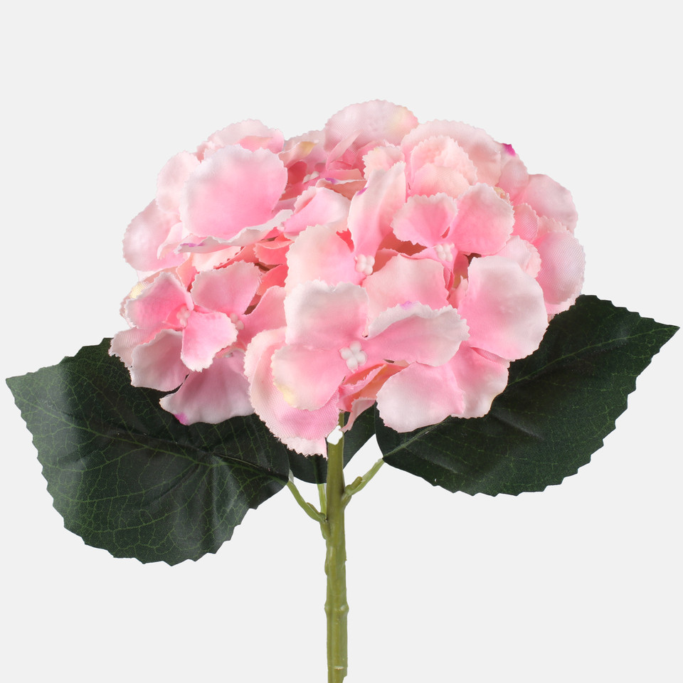 Hydrangea, T.T. Pink G417-03