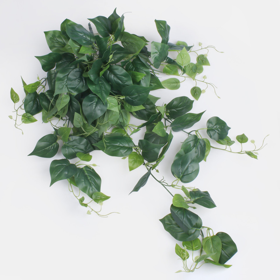 Pothos, Green B178-01