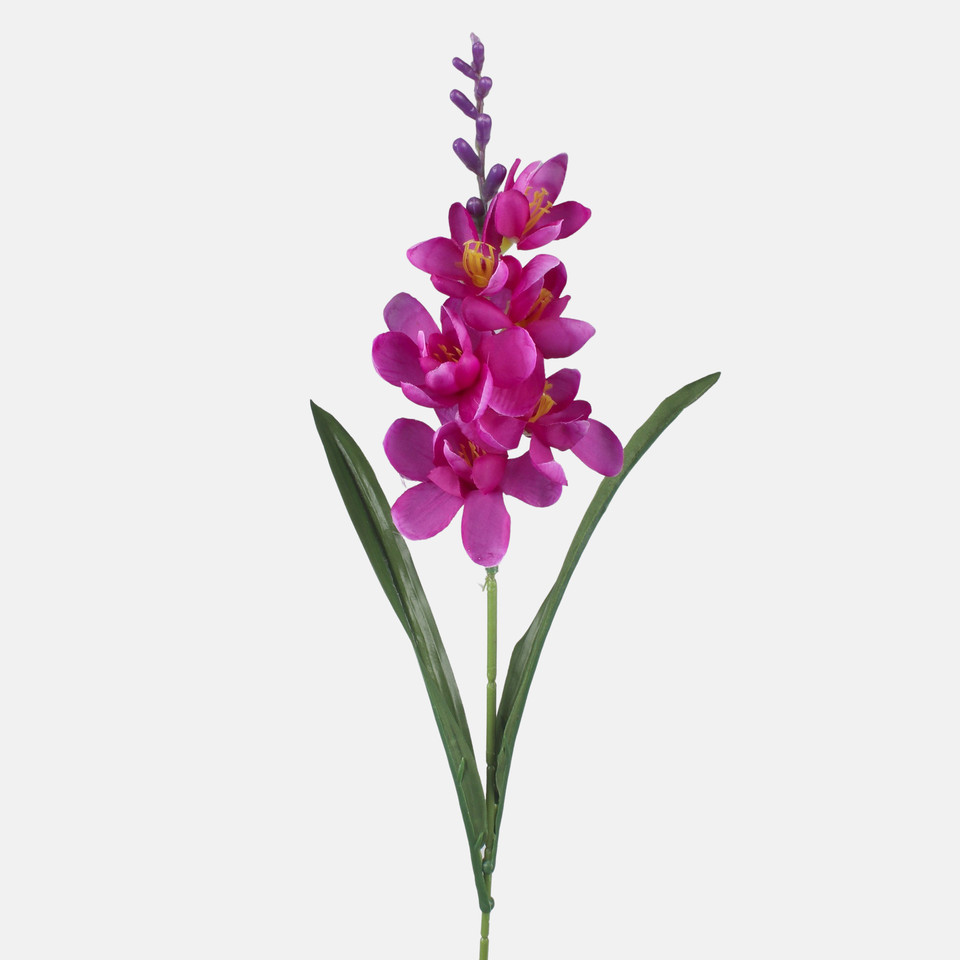 Freesia, Mix 1 G469-01