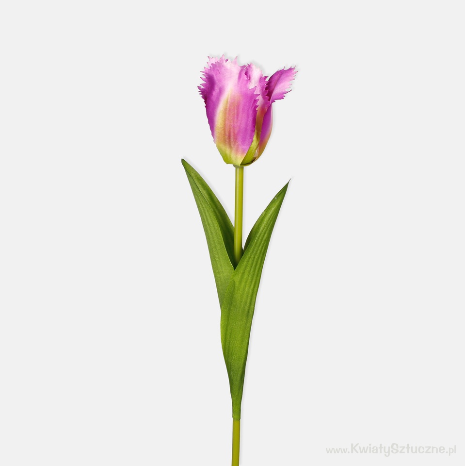 Tulip, Lilac L850-05