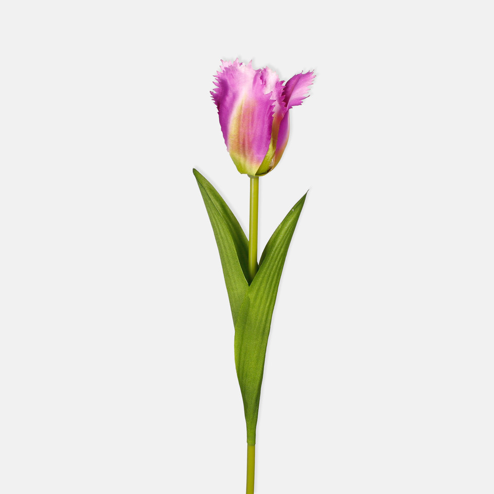Tulip, Lilac L850-05
