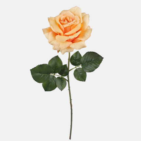Rose, Orange G491-04