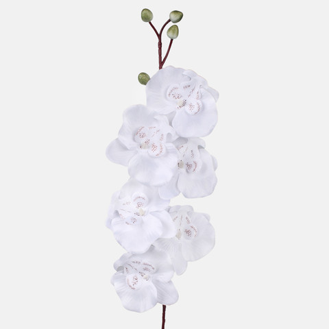 Satin orchid L728