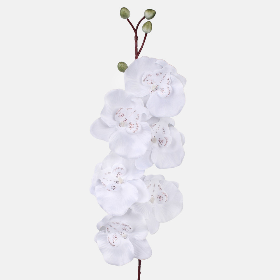 Satin orchid, White L728-10