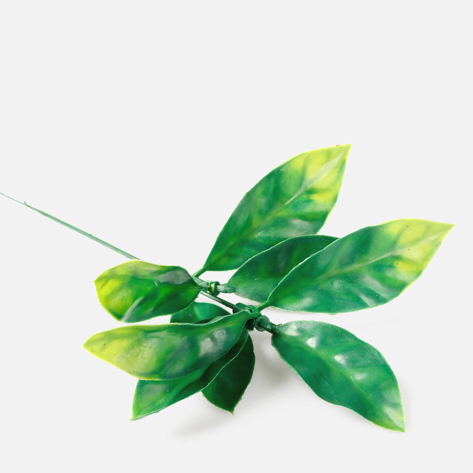 Hoya, Green A073-01
