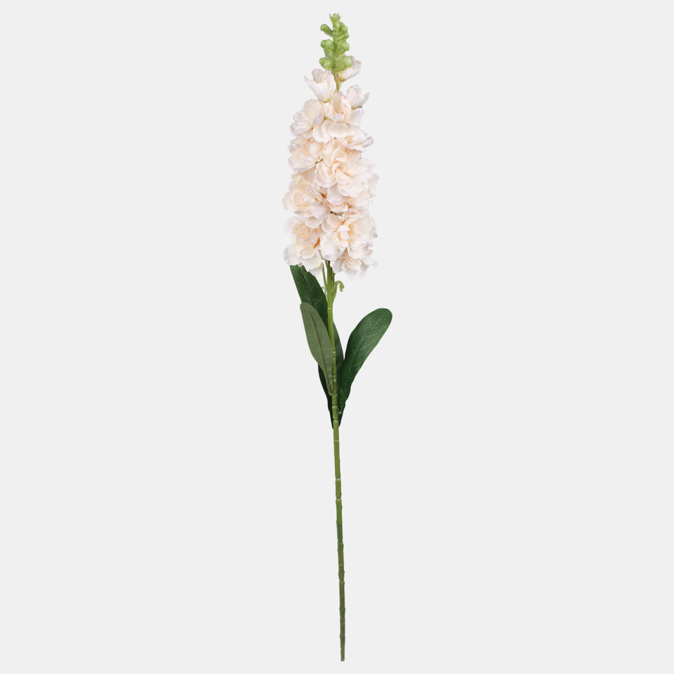 Delphinium, Peach L019-01