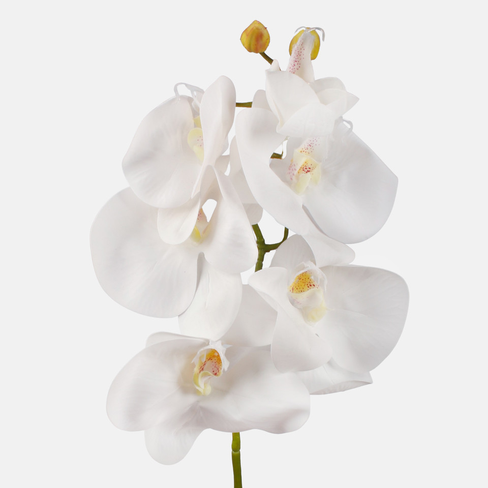 Orchid, White L775L-01