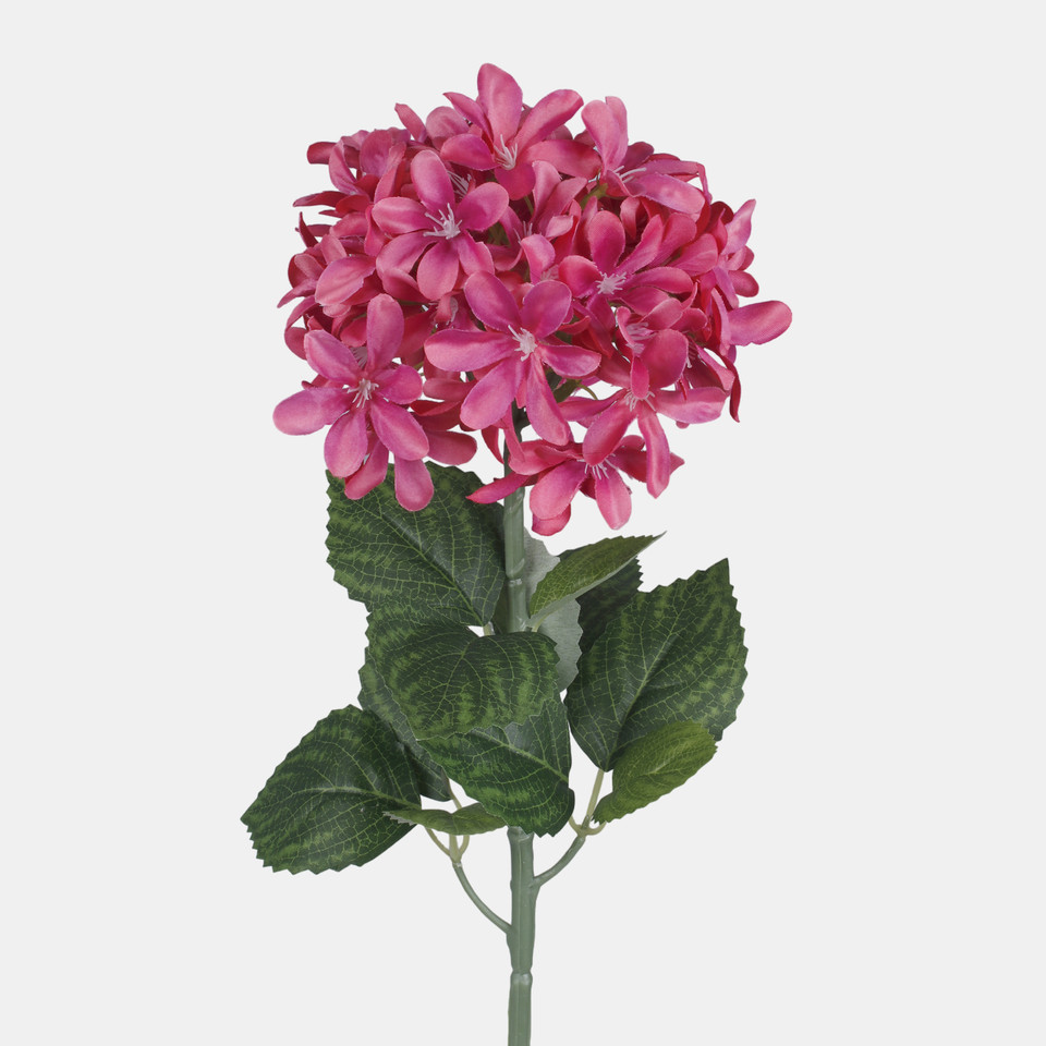Hydrangea, Beauty L902-04