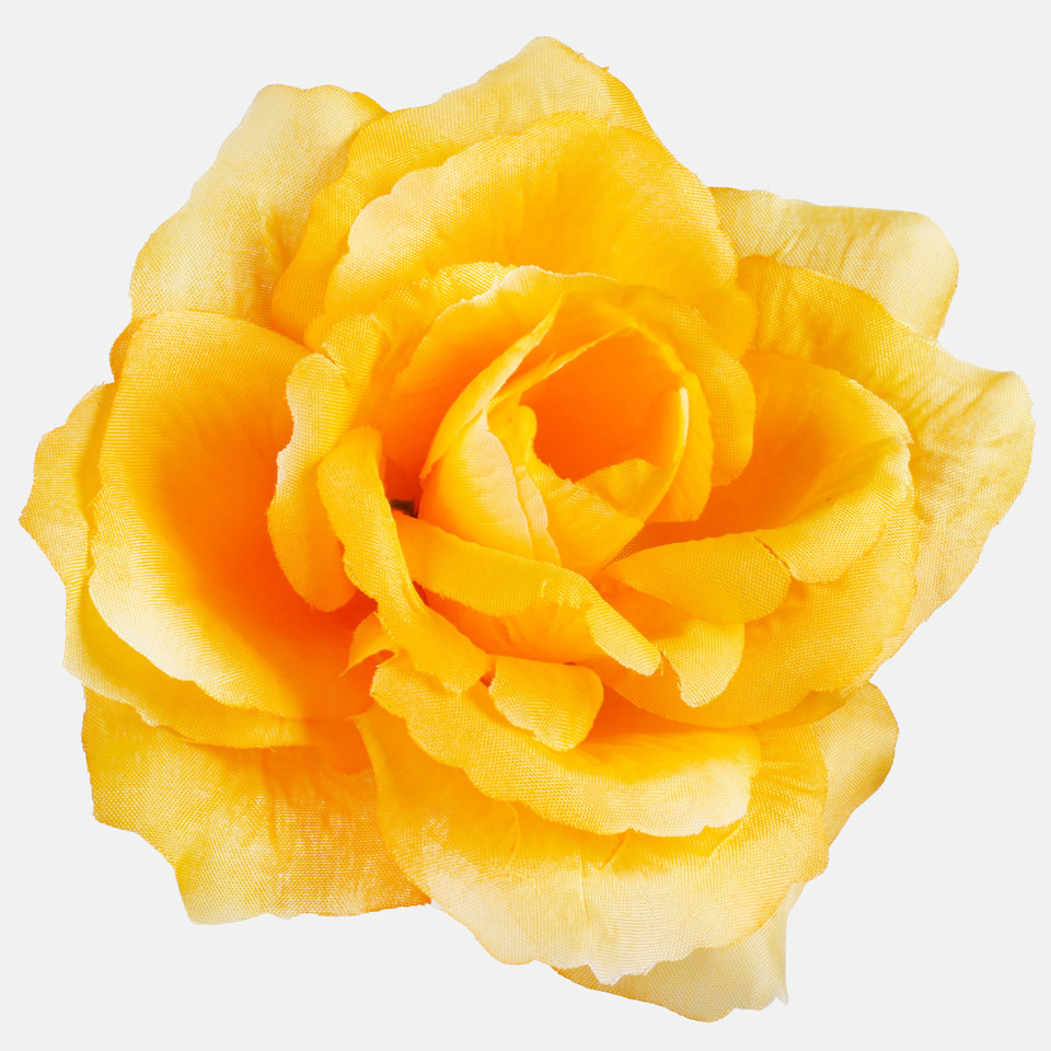 Róża francuska, Yellow W087-47