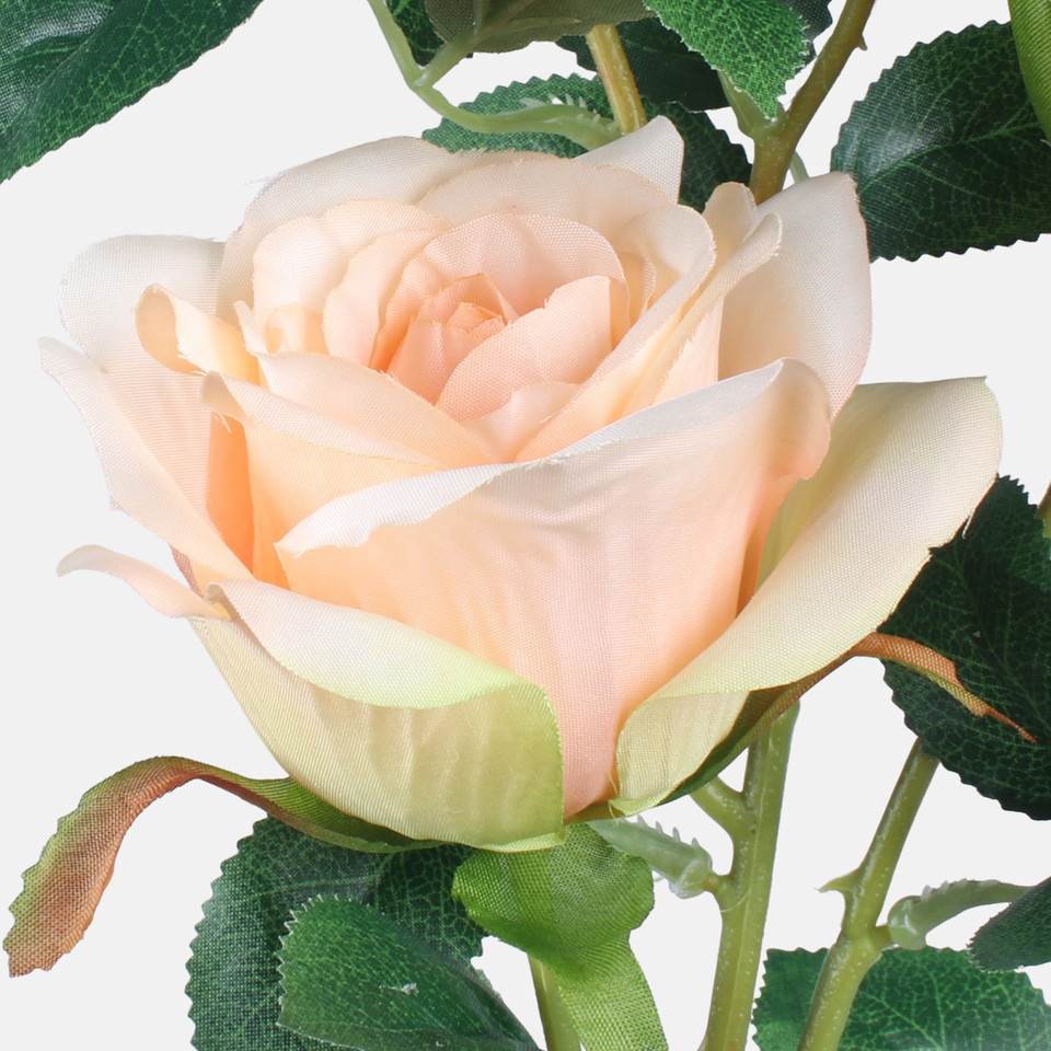 Rose, Mix 1 L738-01