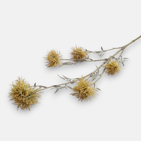 Xanthium x 5, Yellow L923-03