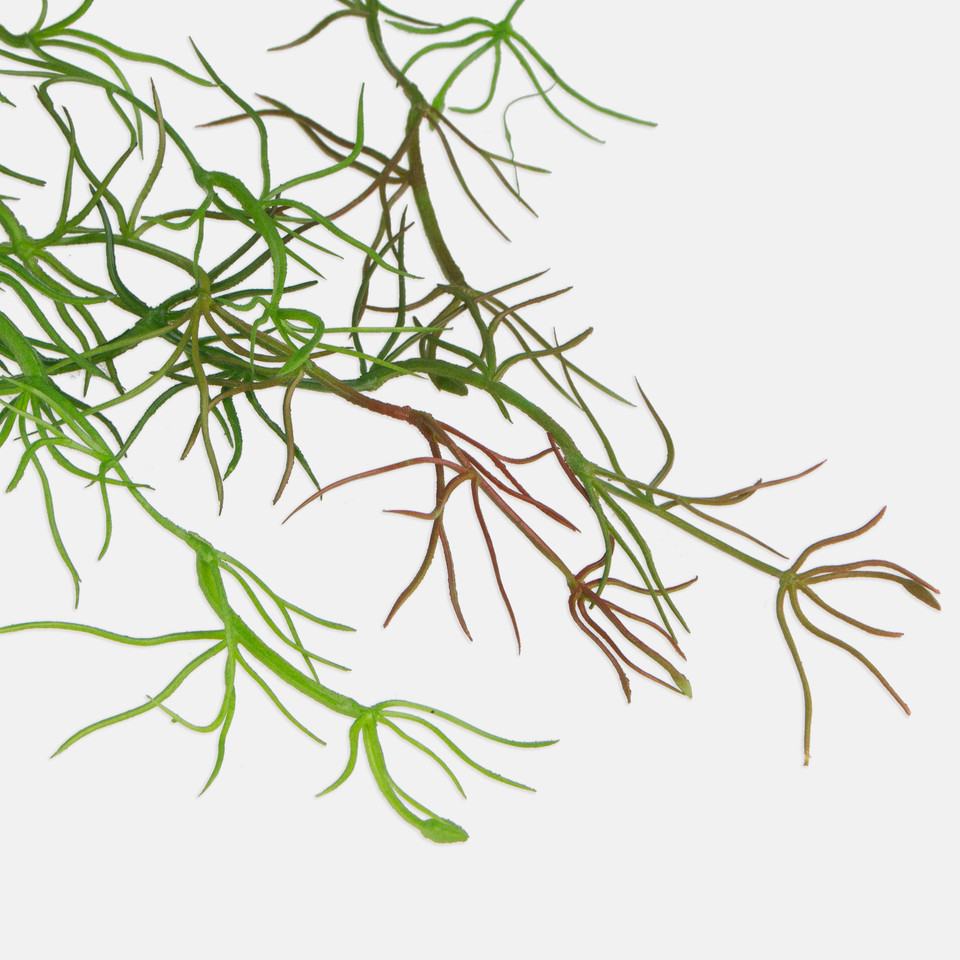 Asparagus, Green/Brown B059