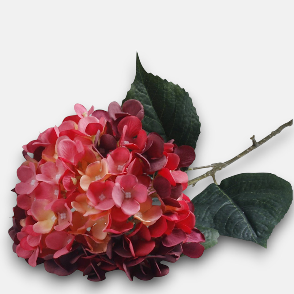 Hydrangea, Beauty L911-05